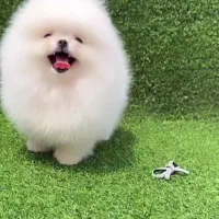 پامرانین بو فیس و تاینی پودل رنگ دارک رد|سگ|اصفهان, ملکشهر|دیوار