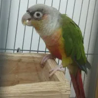 طوطی گرینچیک