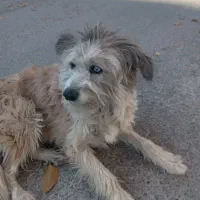 سگ پیدا کردم