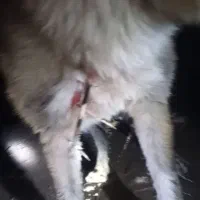 سگ وگذاری خوب صحرا