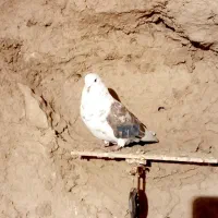 پرنده طوق جاده بیستون