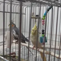 عروس هلندی|پرنده|زنجان, |دیوار