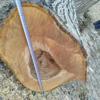 فروش چوب گردو