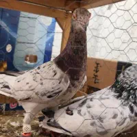 جفت سار هفت رنگ|پرنده|مشهد, منزل آباد|دیوار