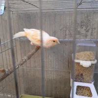 قناری ماده یک ساله|پرنده|دینور, |دیوار