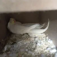 یک جفت عروس هلندی لوتینو|پرنده|مهدی شهر, |دیوار