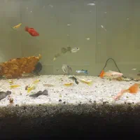 گوپی.کت رد ماربل