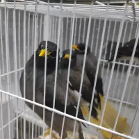 جوجه مینا چهار ماهه دونخور کاملا آروم و خوشگل