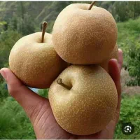 فروش ارقام نهال های مثمر