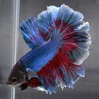 ماهی فایتر هالفمون مولد لوازم  آکواریوم  کرج فیش