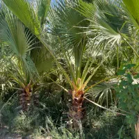 درختچه پالم