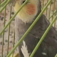 عروس هلندی مفت