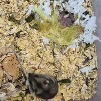 همستر|موش و خرگوش|کرمان, |دیوار