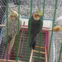 عروس هلندی|پرنده|مرودشت, بهارستان|دیوار