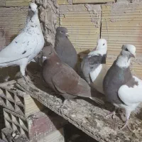 کبوتران امیر