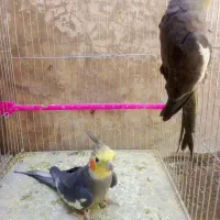 یک جفت عروس هلندی