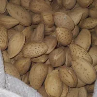 بادام درختی