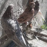 پرنده سرور|پرنده|اردبیل, |دیوار