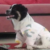 گمشده سگ|سگ|مشهد, آبکوه|دیوار