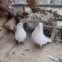 کبوتر|پرنده|فرخشهر, |دیوار