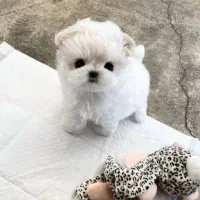 آپارتمانی پاپی سگ|سگ|اصفهان, خانه اصفهان|دیوار