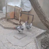 مرغ و خروس سیبرایت