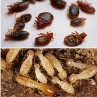 سم پاشی،سمپاشی سوسک و ساس 100٪ تضمینی باضمانت کتبی