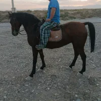 اسب|اسب و تجهیزات اسبسواری|ساوه, |دیوار