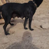 سگ  نگهبان سرابی ماده