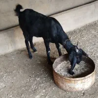 ی عدد بز افغانی اصل دوماه حامله