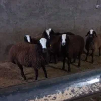 بره ماده های اصیل شال|حیوانات مزرعه|تاکستان, |دیوار