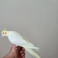 عروس هلندی نر|پرنده|پارسآباد, |دیوار