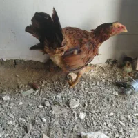 مرغ افغان با شیش تا جوجه