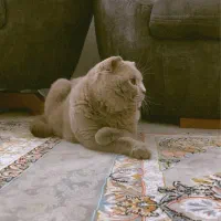 گربه اسکاتیش فولد آماده جفتگیری با سابقه درخشان|گربه|مشهد, شهید مطهری|دیوار