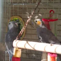 جفت عروس هلندی نر و ماده