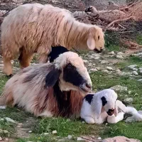 بره نر چاق فروشی