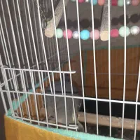 عروس هلندی ماده