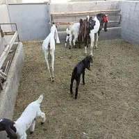 بزپاکستانی|حیوانات مزرعه|قم, بوستان جوان|دیوار