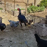 مرغ و خروس لاری اصیل|حیوانات مزرعه|گتوند, |دیوار