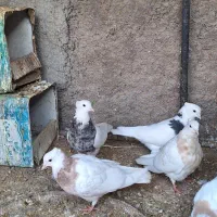 طوقی|پرنده|حمیدیا, |دیوار