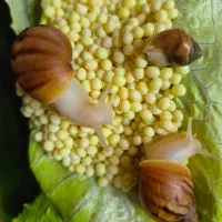 خاویارحلزون  تازه 200عدد