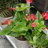 گل آنتوریوم اقتصادی