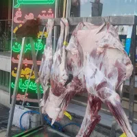 کالا برگ شتر وشتر مرغ