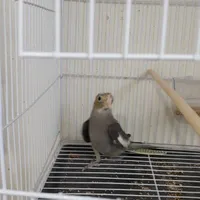 جوجه عروس هلندی