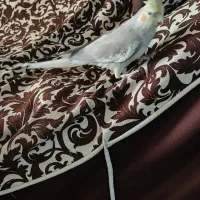 عروس هلندی|پرنده|خمینی‌شهر, |دیوار