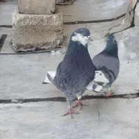کبوتر پرشی|پرنده|اصفهان, سلطان‌آباد|دیوار