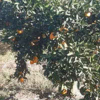 فروش تامسون حدود یک تن. رسیده و شیرین