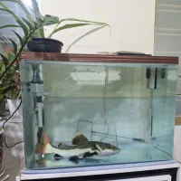 ماهی ردتیل وآکواریوم شرکتی|ماهی|شیراز, کوشک میدان|دیوار