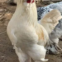 خروس سلطان اصیل وارداتی از ترکیه