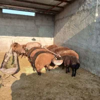 دام زنده
